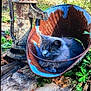 animal, cat, feline, garden, gray_cat, greenery, leaf, nature, old_water_pump, outdoor, plant, relaxing, resting, rust, rusty_bucket, sunlight, texture, vintage, weathered, wooden_planks