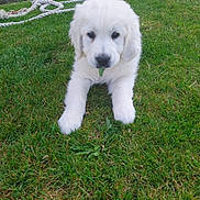 Buddy a rejoint le concours — aidez-le/la à gagner de superbes lots ! puppy, dog, grass, outdoor, white, cute, animal, pet, young, fluffy, leaf, nature, playful, closeup, adorable, canine, laying, summer, greenery, background