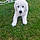 Buddy