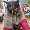 cat, fluffy, long_hair, sitting, indoor, table, chair, window, red_cloth, clutter, colorful_objects, pet, animal, fur, domestic, feline, close_up, focused, natural_light, household