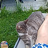 cat, gray_cat, white_chest, tabby, pet, animal, sitting, lounging, outdoor, patio, garden, grass, clover, lounge_chair, person, leg, floral_clothing, sandal, furniture, relaxed