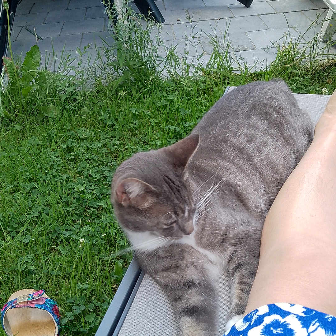 Pixel participe au concours pour gagner de l'argent avec cette photo : cat, gray_cat, white_chest, tabby, pet, animal, sitting, lounging, outdoor, patio, garden, grass, clover, lounge_chair, person, leg, floral_clothing, sandal, furniture, relaxed