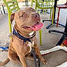 dog, pit_bull, brown_dog, sitting, tongue_out, panting, happy, side_eye, collar, leash, white_chest, outdoor, cafe, patio, chairs, tables, concrete, sunny, second_dog, pet