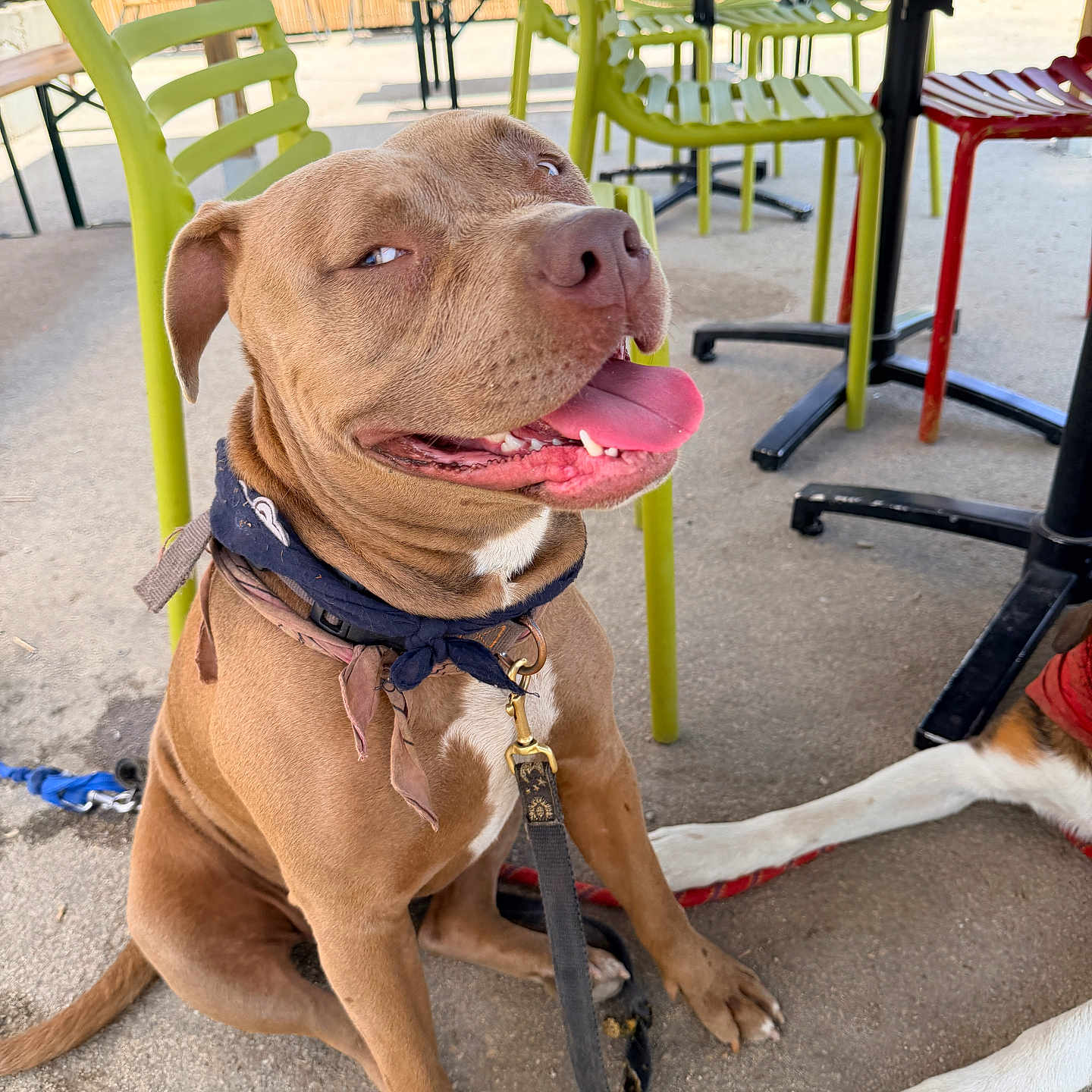 Aura a rejoint le concours — aidez-le/la à gagner de superbes lots ! dog, pit_bull, brown_dog, sitting, tongue_out, panting, happy, side_eye, collar, leash, white_chest, outdoor, cafe, patio, chairs, tables, concrete, sunny, second_dog, pet