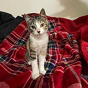 Pearl joined the competition — help win amazing prizes! animal, blanket, cat, comfort, cozy, cute, fur, gray, indoor, kitten, looking, pet, plaid_pattern, red, shadow, sitting, soft, wall, white, young