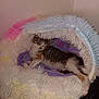 Pearl is registered to the contest to win money with this photo: kitten, sleeping, bed, fluffy, purple_blanket, cozy, cat, indoor, pet, fur, resting, cute, small, animal, domestic, corner, soft, mammal, calm, relaxation