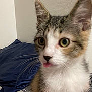 Pearl is registered to the contest to win money with this photo: cat, close_up, indoor, tongue_out, curious, pet, feline, whiskers, ears, fur, young_cat, domestic_animal, bed, pillow, wall, cute, animal_face, tabby, white_fur, brown_fur