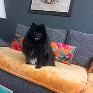 Vasco a rejoint le concours — aidez-le/la à gagner de superbes lots ! animal, black_dog, blanket, comfortable, couch, cozy, decor, dog, domestic, fluffy, furniture, happy, home, indoor, living_room, painting, pet, pillow, seated, smiling