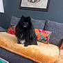 animal, black_dog, blanket, comfortable, couch, cozy, decor, dog, domestic, fluffy, furniture, happy, home, indoor, living_room, painting, pet, pillow, seated, smiling