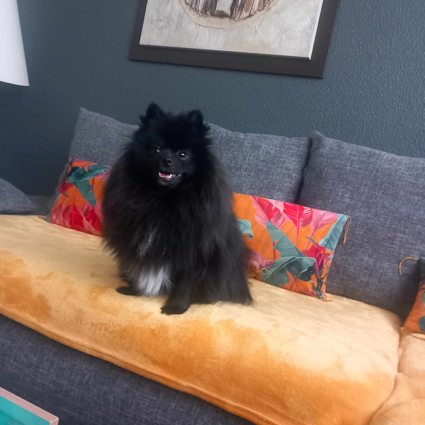 Vasco a rejoint le concours — aidez-le/la à gagner de superbes lots ! animal, black_dog, blanket, comfortable, couch, cozy, decor, dog, domestic, fluffy, furniture, happy, home, indoor, living_room, painting, pet, pillow, seated, smiling