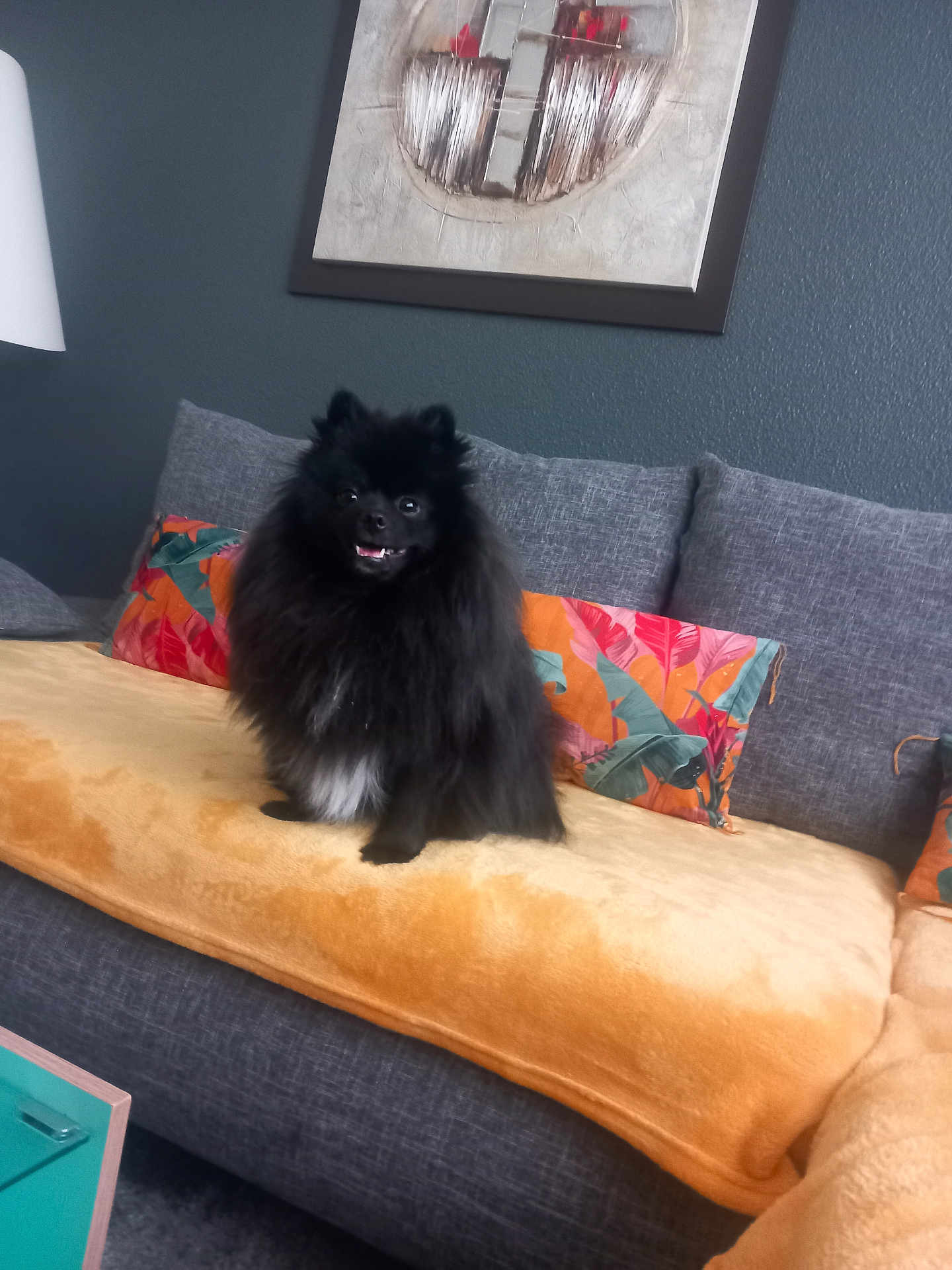 Vasco a rejoint le concours — aidez-le/la à gagner de superbes lots ! animal, black_dog, blanket, comfortable, couch, cozy, decor, dog, domestic, fluffy, furniture, happy, home, indoor, living_room, painting, pet, pillow, seated, smiling