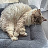 Raven participe au concours pour gagner de l'argent avec cette photo : cat, sleeping, fluffy, pet_bed, gray, cream_color, indoor, cozy, curled_up, soft, window, sheer_curtains, relaxed, feline, paw, resting, sunlight, quiet, comfortable, nap