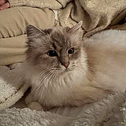 Raven a rejoint le concours — aidez-le/la à gagner de superbes lots ! cat, fluffy, light_colored, blanket, cozy, person, beige_clothing, indoor, relaxed, pet, feline, resting, soft_texture, fur, comfort, warm, home, companion, casual, laying_down