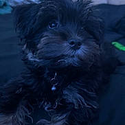 Moose joined the competition — help win amazing prizes! dog, puppy, black_dog, fluffy, furry, small_dog, portrait, sitting, indoors, couch, cushion, blue_lighting, dark_background, pet, collar, bell, looking_at_camera, cute, canine, home
