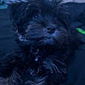 dog, puppy, black_dog, fluffy, furry, small_dog, portrait, sitting, indoors, couch, cushion, blue_lighting, dark_background, pet, collar, bell, looking_at_camera, cute, canine, home