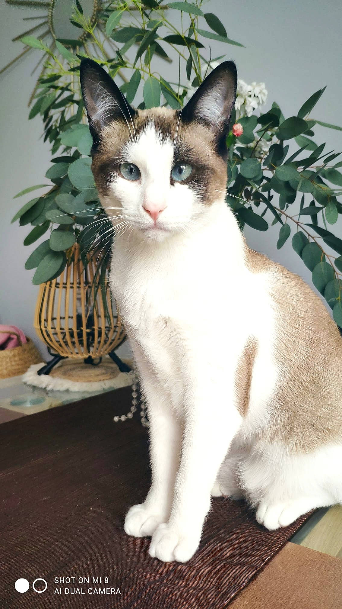 Milano a rejoint le concours — aidez-le/la à gagner de superbes lots ! carnivore, cat, domestic_short_haired_cat, eye, felidae, flowerpot, foot, fur, head, houseplant, paw, plant, sitting, small_to_medium_sized_cats, snout, tail, whiskers, window