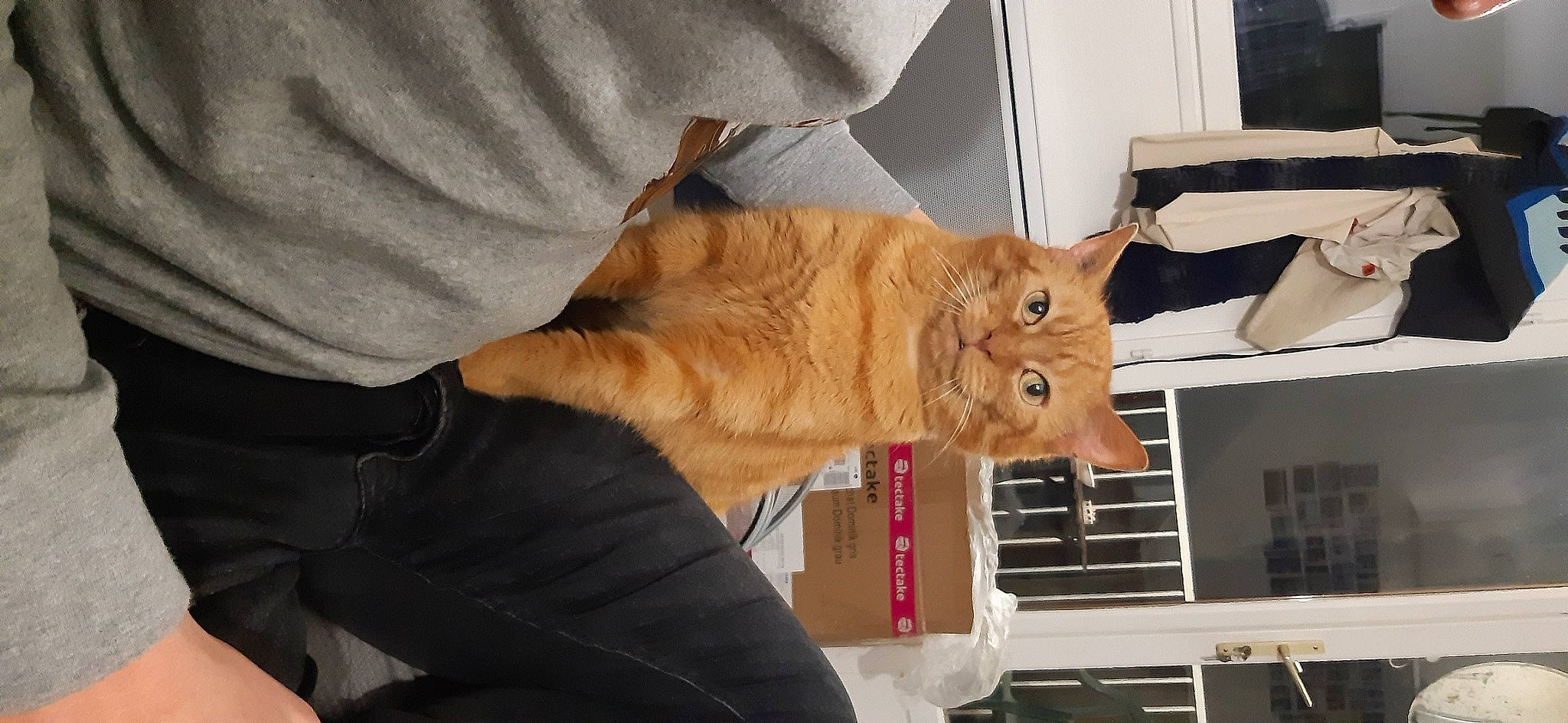 Zezette participe au concours pour gagner de l'argent avec cette photo : canidae, carnivore, cat, claw, comfort, companion_dog, devon_rex, domestic_short_haired_cat, ear, fawn, felidae, fur, gesture, hardwood, lap, small_to_medium_sized_cats, snout, tail, whiskers, wood