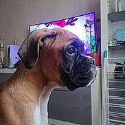 Otto a rejoint le concours — aidez-le/la à gagner de superbes lots ! blanket, boxer, brown, curious, dog, domestic, ears, floor, furniture, household, indoor, living_room, pet, plant, relaxed, shelf, side_view, snout, television, white
