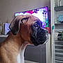blanket, boxer, brown, curious, dog, domestic, ears, floor, furniture, household, indoor, living_room, pet, plant, relaxed, shelf, side_view, snout, television, white