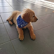 Kyo a rejoint le concours — aidez-le/la à gagner de superbes lots ! adorable, animal, bandana, blue_bandana, companion, cute, dog, domestic, fur, golden_retriever, indoor, laying_down, pet, puppy, relaxed, shadow, side_view, sunlight, tile_floor, young_dog