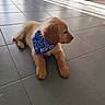 adorable, animal, bandana, blue_bandana, companion, cute, dog, domestic, fur, golden_retriever, indoor, laying_down, pet, puppy, relaxed, shadow, side_view, sunlight, tile_floor, young_dog