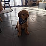Kyo participe au concours pour gagner de l'argent avec cette photo : bandana, carpet, chair, cozy, curtain, dog, dog_bed, floor, furniture, golden_retriever, indoor, living_room, plant, puppy, shadow, sunlight, table, television, tile, window