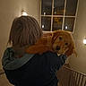 Kyo a rejoint le concours — aidez-le/la à gagner de superbes lots ! animal, carrying, coat, curious, dog, golden_retriever, hair, handrail, indoors, lighting, night, person, pet, puppy, relaxed, stairs, stairwell, wall, warm_light, window