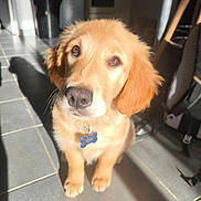 Kyo a rejoint le concours — aidez-le/la à gagner de superbes lots ! golden_retriever, puppy, dog, pet, indoor, floor, tile, sunlight, shadow, collar, tag, brown_eyes, cute, fur, animal, companion, adorable, looking_up, domestic, young