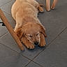 adorable, animal, calm, cozy, cute, dog, domestic_animal, floor, fur, golden_retriever, indoor, paws, pet, puppy, relaxed, resting, sleeping, tile_floor, wooden_chair, young_dog