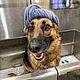dog, german_shepherd, pet, washing_station, towel, turban, happy, smiling, wet_fur, indoor, stainless_steel, bath, face, canine, animal, looking_up, close_up, grooming, cleaning, cute