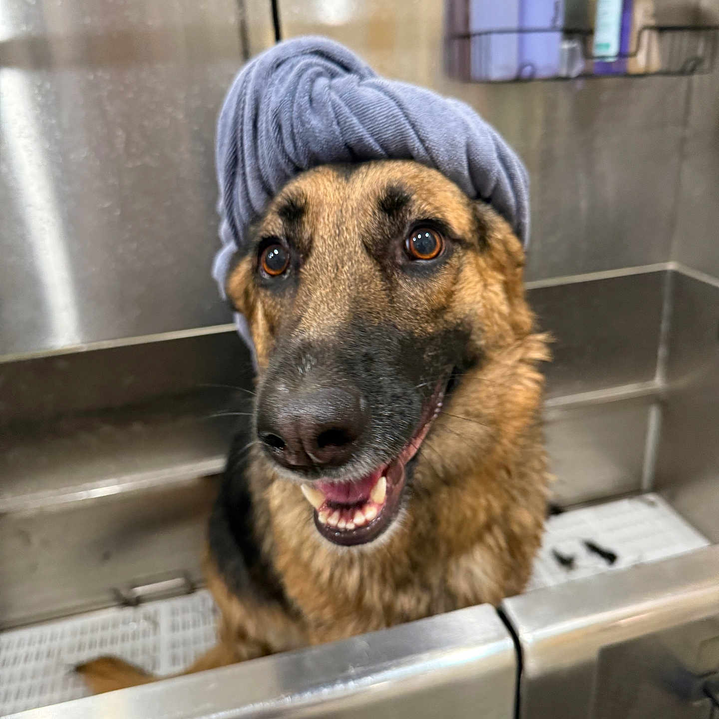 Cleo joined the competition — help win amazing prizes! animal, bath, canine, cleaning, close_up, cute, dog, face, german_shepherd, grooming, happy, indoor, looking_up, pet, smiling, stainless_steel, towel, turban, washing_station, wet_fur