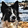 Linouk a rejoint le concours — aidez-le/la à gagner de superbes lots ! dog, border_collie, black_and_white, pet, animal, portrait, close_up, outdoor, coast, seaside, ocean, waves, rocks, shoreline, fur, fluffy, ears, eyes, nature, photography