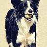 Linouk participe au concours pour gagner de l'argent avec cette photo : dog, border_collie, black_and_white, ball, pet, animal, portrait, standing, happy, open_mouth, ears, fur, long_hair, white_chest, outdoor, playful, fetch, canine, centered_subject, photography