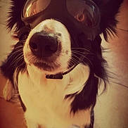 Linouk a rejoint le concours — aidez-le/la à gagner de superbes lots ! dog, border_collie, black_and_white, goggles, sunglasses, pet, animal, portrait, close_up, standing, indoors, tile_floor, fluffy, long_hair, white_chest, black_fur, nose, collar, funny, vintage_filter
