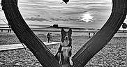 Linouk participe au concours pour gagner de l'argent avec cette photo : dog, border_collie, beach, seaside, ocean, heart, woven_sculpture, black_and_white, sunset, sky, clouds, sand, rocks, shoreline, portrait, sitting, outdoor, romantic, landscape, photography