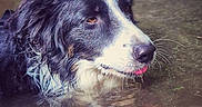 Linouk Et Unik participe au concours pour gagner de l'argent avec cette photo : dog, border_collie, wet, water, puddle, reflection, black_and_white, long_hair, animal, pet, outdoors, close_up, portrait, face, eyes, nose, tongue, whiskers, dramatic_lighting, soggy