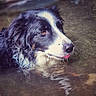 dog, border_collie, wet, water, puddle, reflection, black_and_white, long_hair, animal, pet, outdoors, close_up, portrait, face, eyes, nose, tongue, whiskers, dramatic_lighting, soggy