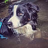 dog, border_collie, black_and_white, animal, pet, portrait, outdoors, water, swimming, wet_fur, floppy_ears, brown_eyes, white_markings, reflection, nature, close_up, canine, leash, calm, photography