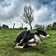 Linouk Et Unik a rejoint le concours — aidez-le/la à gagner de superbes lots ! dog, dogs, border_collie, black_and_white, outdoor, grass, field, countryside, nature, tree, fence, cloudy_sky, dramatic_sky, wildflowers, playing, wrestling, lying_down, long_hair, animal, rural_landscape