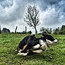 dog, dogs, border_collie, black_and_white, outdoor, grass, field, countryside, nature, tree, fence, cloudy_sky, dramatic_sky, wildflowers, playing, wrestling, lying_down, long_hair, animal, rural_landscape