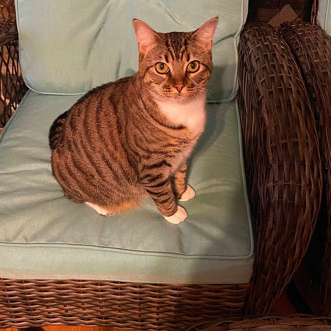 Luna joined the competition — help win amazing prizes! animal, calm, cat, chair, cozy, curious, cushion, domestic_cat, feline, furniture, home, indoor, looking_at_camera, pet, sitting, striped, tabby_cat, wicker_furniture, wooden_floor, yellow_eyes