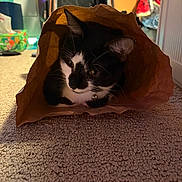 Prince Of Darkness is registered to the contest to win money with this photo: cat, paper_bag, carpet, indoor, black_and_white, pet, animal, curious, cozy, whiskers, ears, fur, home, floor, clutter, background, soft_light, close_up, playful, domestic