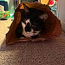 cat, paper_bag, carpet, indoor, black_and_white, pet, animal, curious, cozy, whiskers, ears, fur, home, floor, clutter, background, soft_light, close_up, playful, domestic