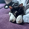animal, black_and_white, cat, close_focus, close_up, cozy, domestic, fur, indoor, paws, peaceful, pet, purple_surface, quiet, relaxation, resting, sleeping, snuggling, soft_texture, whiskers