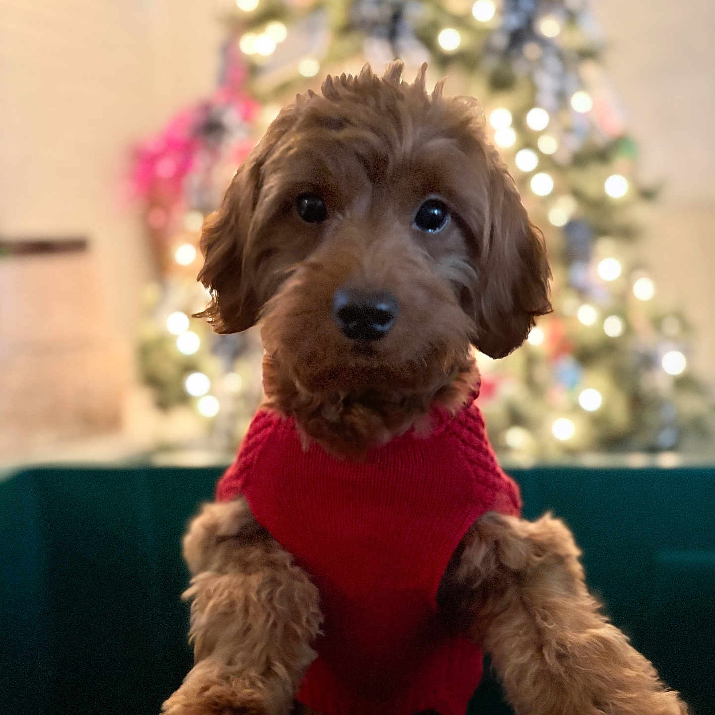 Tucker is registered to the contest to win money with this photo: airedale, animal, architecture, building, canine, clothing, cockerspaniel, couch, dog, furniture, goldenretriever, hound, indoors, knitwear, livingroom, pet, poodle, puppy, sweater, terrier