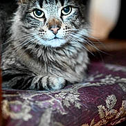Harvest joined the competition — help win amazing prizes! cat, tabby, pet, animal, feline, close_up, portrait, indoor, cushion, purple, patterned, whiskers, ears, eyes, fur, resting, domestic, comfort, relaxed, curious