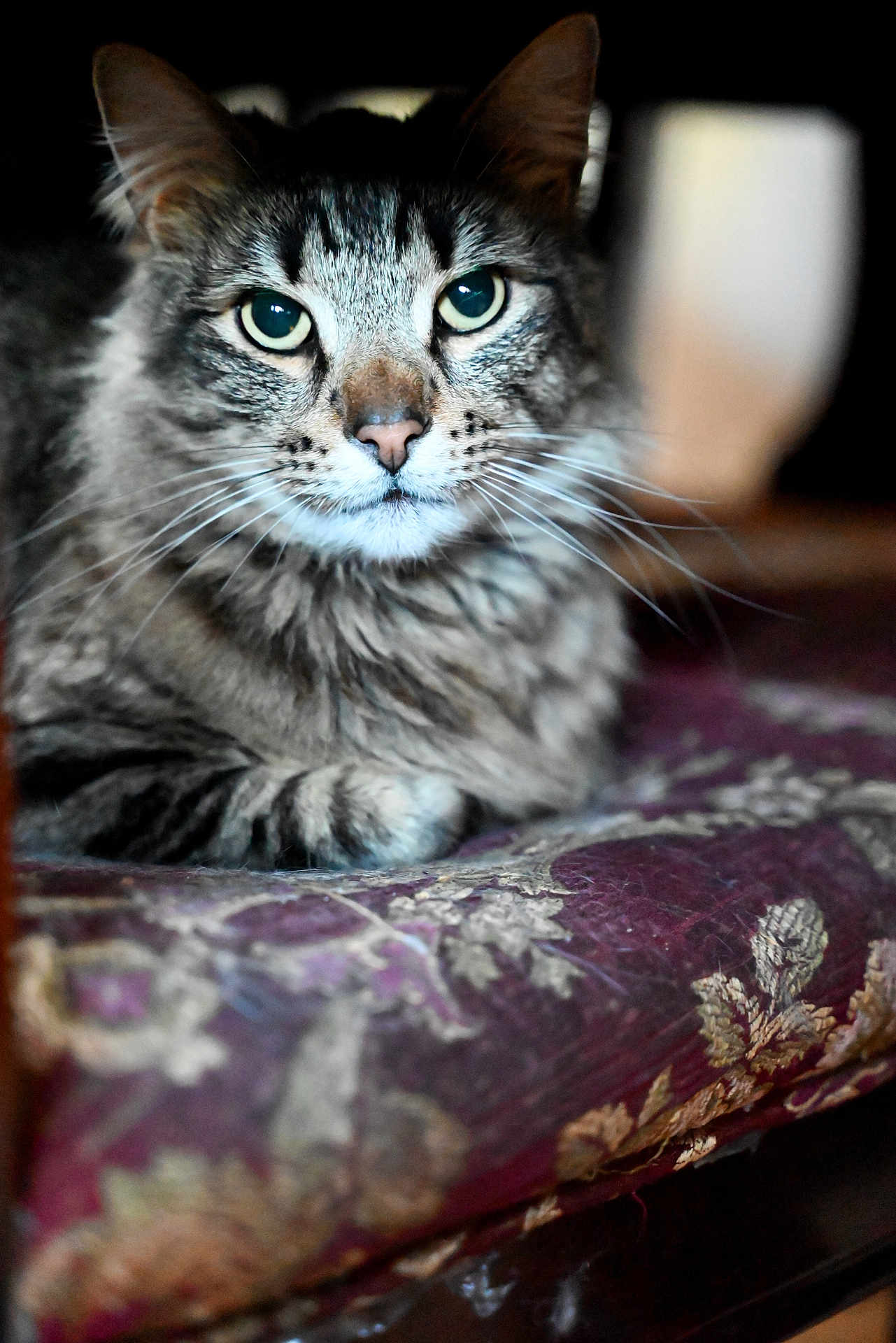 Harvest joined the competition — help win amazing prizes! cat, tabby, pet, animal, feline, close_up, portrait, indoor, cushion, purple, patterned, whiskers, ears, eyes, fur, resting, domestic, comfort, relaxed, curious