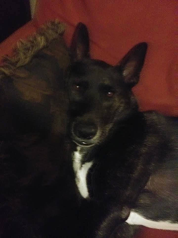 Max is registered to the contest to win money with this photo: canidae, carnivore, darkness, dog, dog_breed, fur, herding_dog, non_sporting_group, sporting_group, whiskers, working_dog