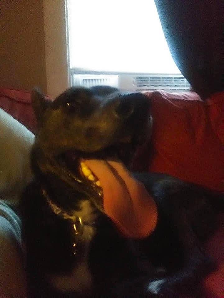 Max is registered to the contest to win money with this photo: canidae, carnivore, comfort, companion_dog, dog, dog_breed, dog_collar, fawn, felidae, fur, gesture, guard_dog, human_leg, small_to_medium_sized_cats, sporting_group, tail, toy_dog, whiskers, window, working_animal