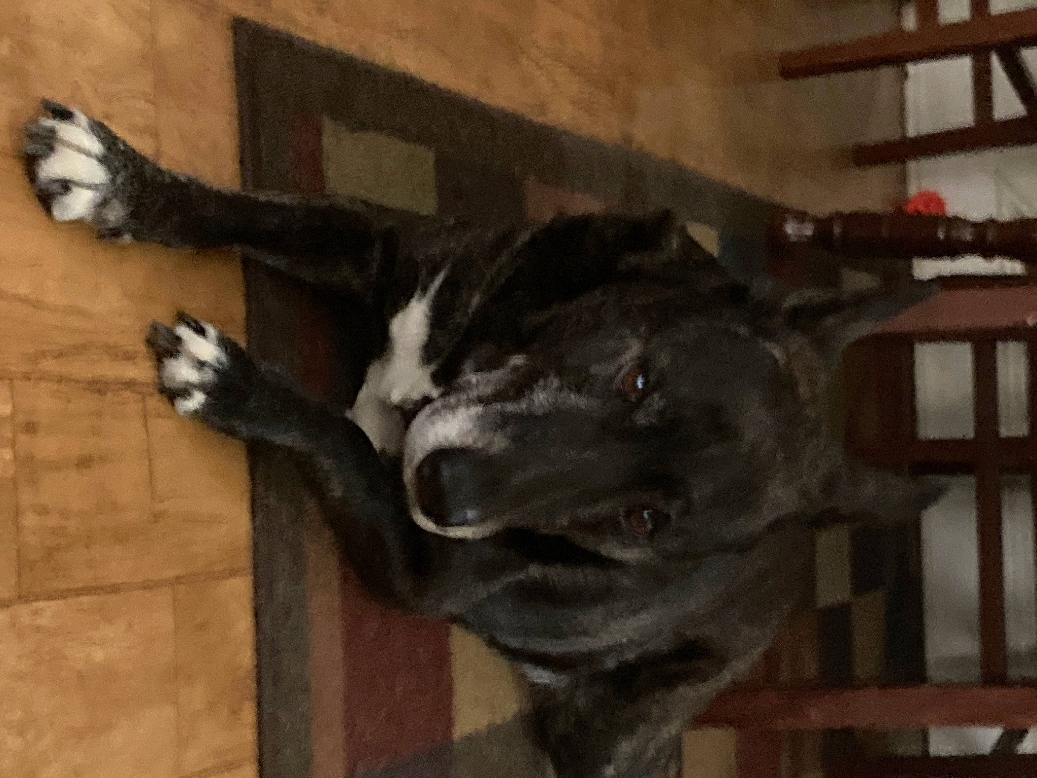 Max is registered to the contest to win money with this photo: art, canidae, carnivore, dog, dog_breed, felidae, flooring, fur, gesture, jaw, metal, sculpture, small_to_medium_sized_cats, snout, sporting_group, statue, tail, visual_arts, wood, working_animal